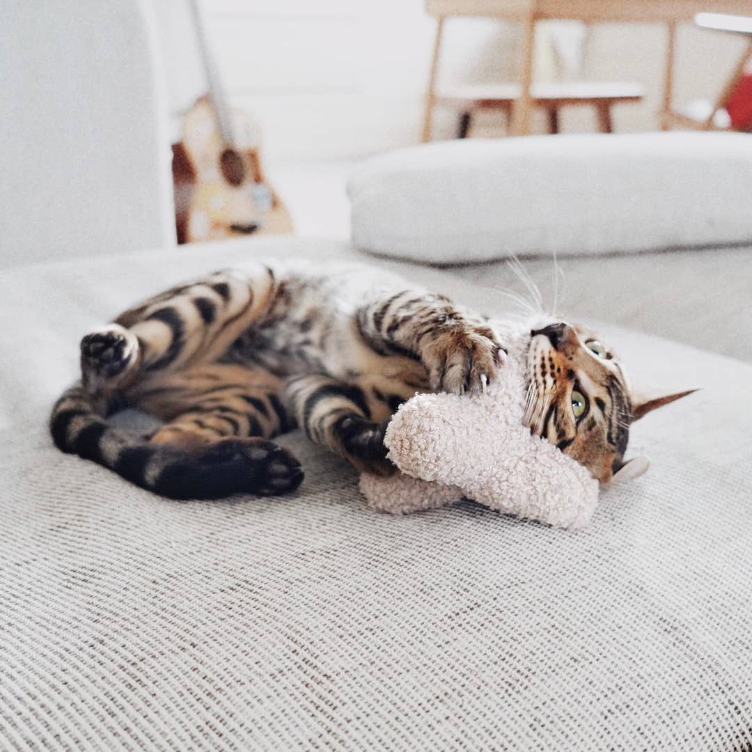 Jouet pour Chat KITTY