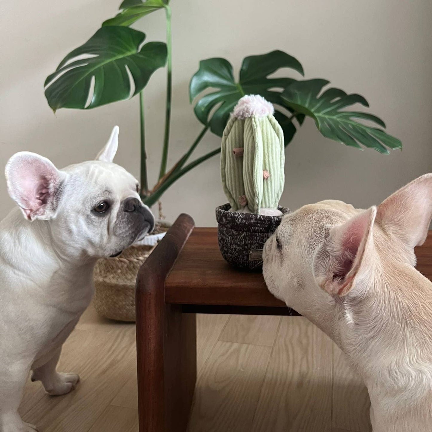 Jouet Cactus
