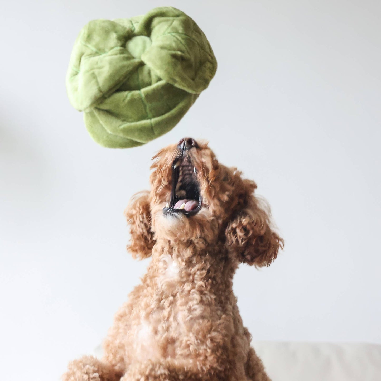 Jouet Snuffle Chou Vert