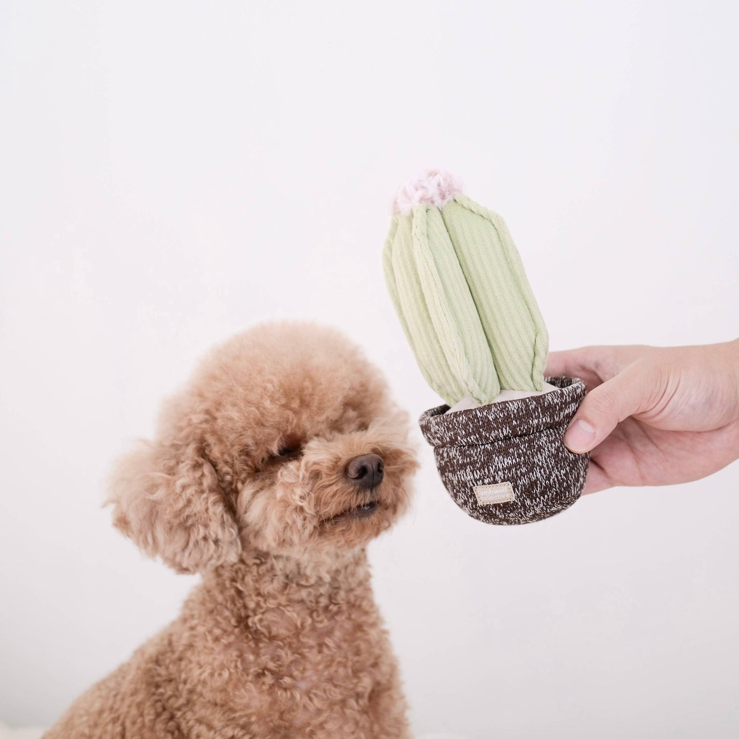 Jouet Cactus