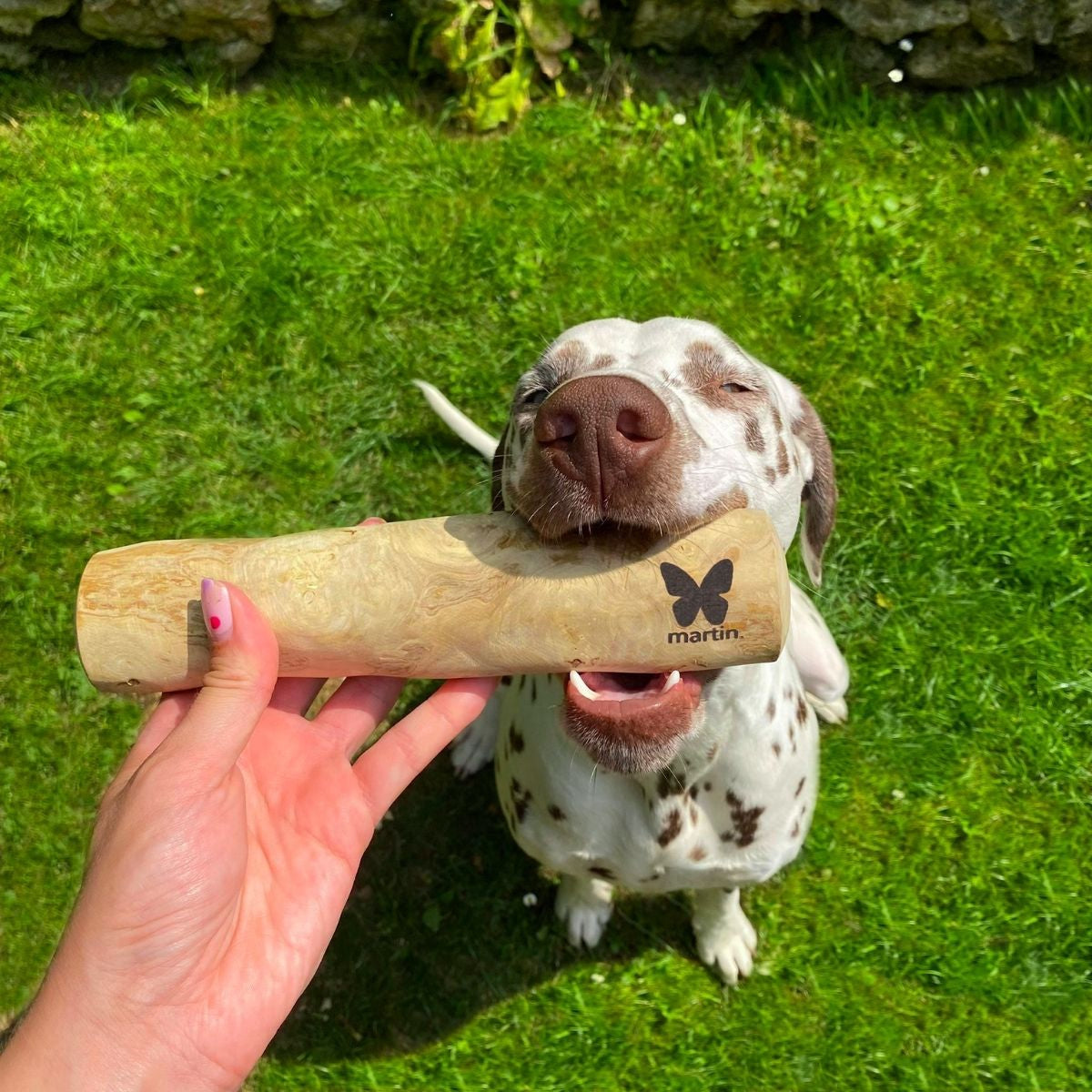 Jouet à mâcher - Baton en bois de caféier pour chien