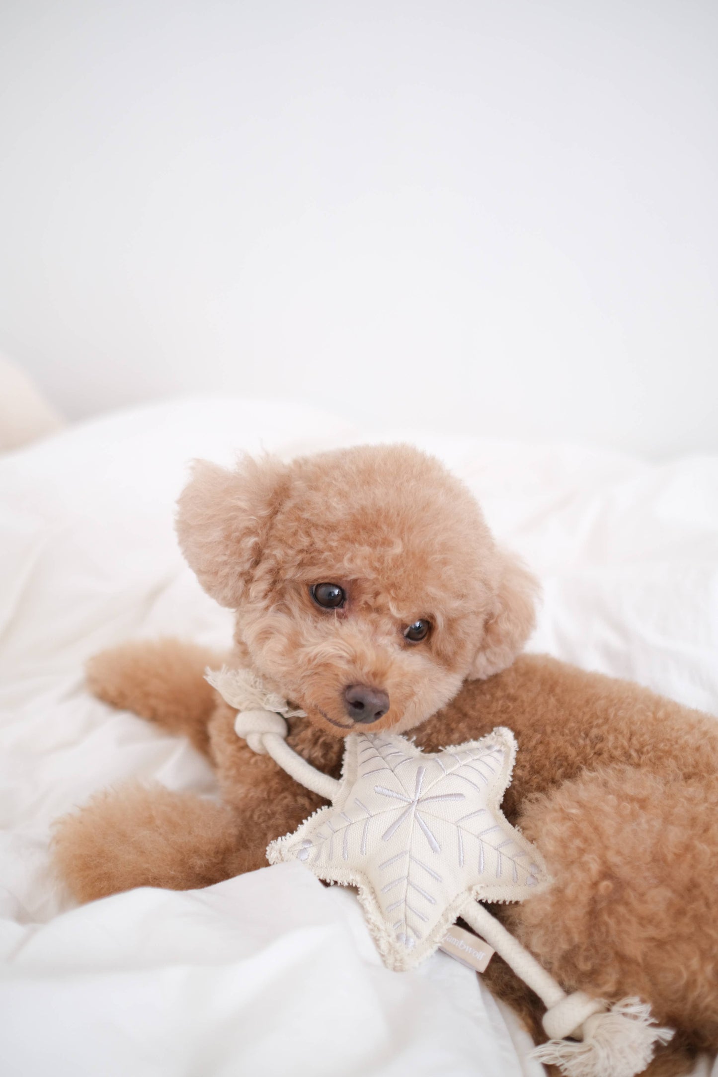 Jouet Étoile de Noël