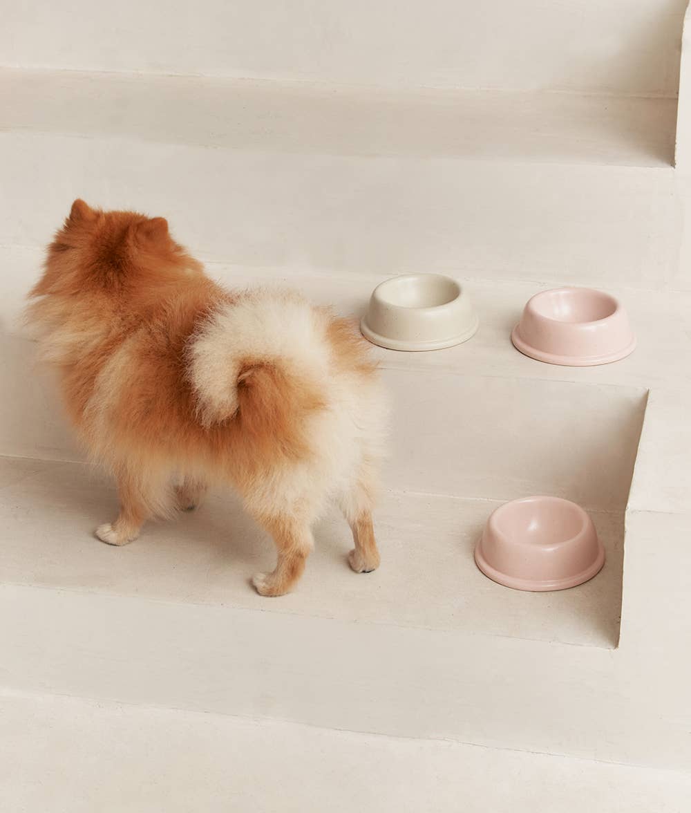 Gamelle pour chien en céramique - Blanc