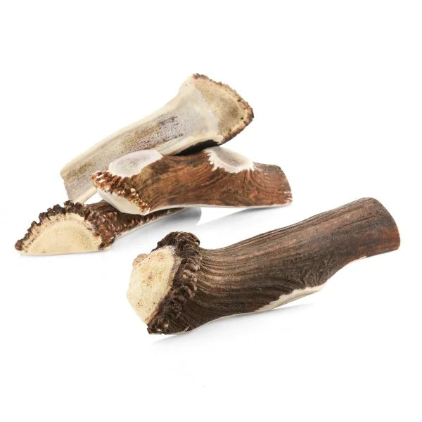 Bois de cerf pour chien tranché