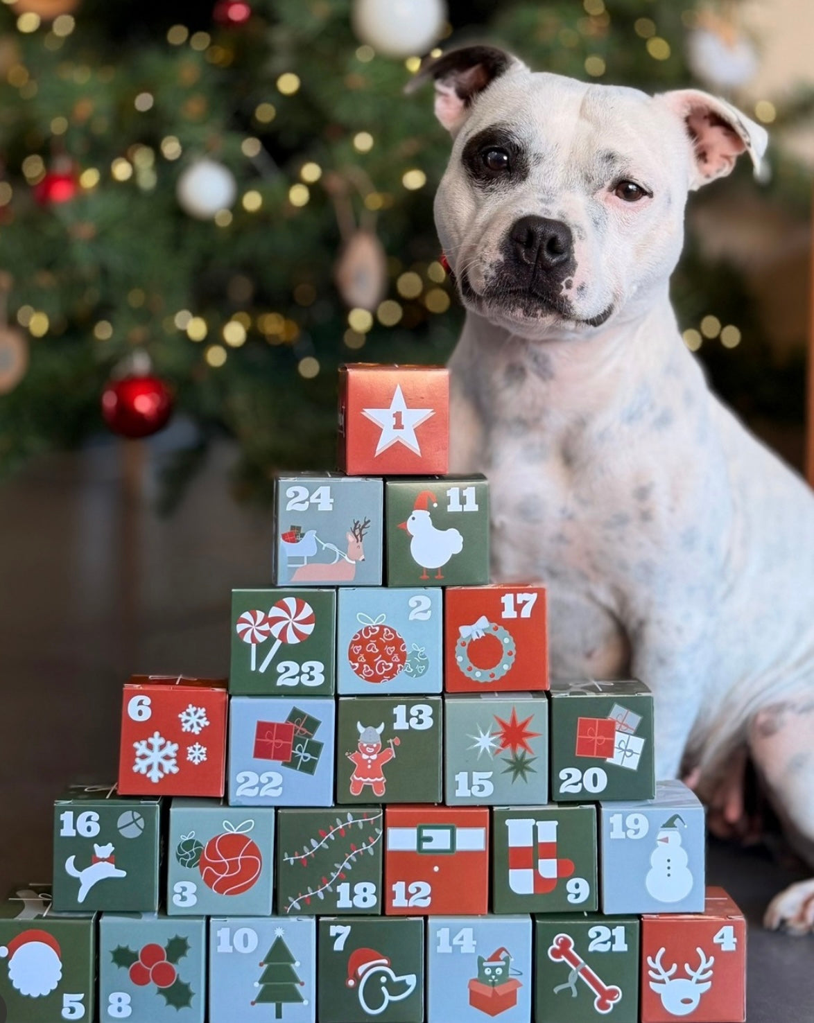 Calendrier de l’Avent pour chien Évident