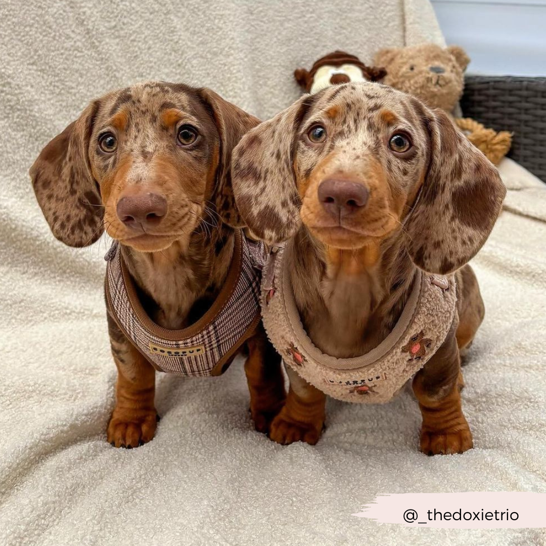 Harnais ajustable Pup Plaid