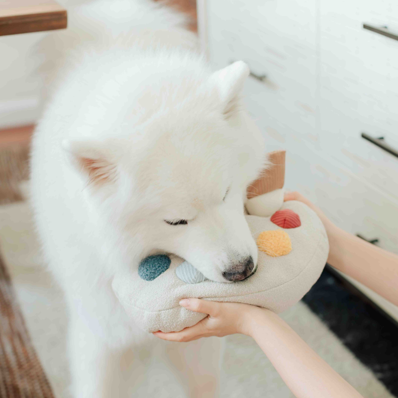 Jouet d’enrichissement Palette de couleurs